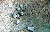 2-10-2011_049.jpg 2-10-2011_049.jpg