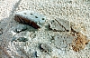 2-11-2011_009.jpg 2-11-2011_009.jpg