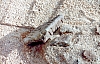 2-11-2011_010.jpg 2-11-2011_010.jpg