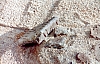 2-11-2011_023.jpg 2-11-2011_023.jpg
