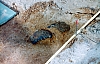 2-11-2011_037.jpg 2-11-2011_037.jpg