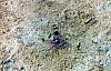 2-14-2011_014.jpg 2-14-2011_014.jpg