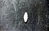 2-14-2011_019.jpg 2-14-2011_019.jpg