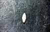 2-14-2011_020.jpg 2-14-2011_020.jpg