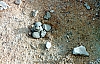 2-14-2011_035.jpg 2-14-2011_035.jpg